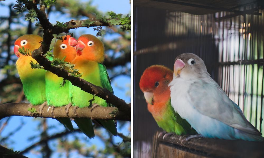 Lovebirds