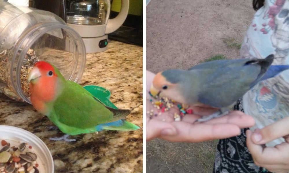 Love Birds Food