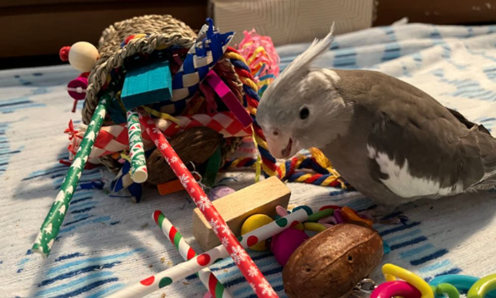 Cockatiel Toys