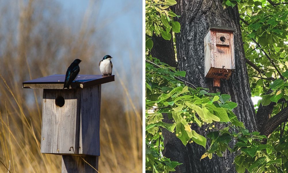 Nesting Boxes for Birds