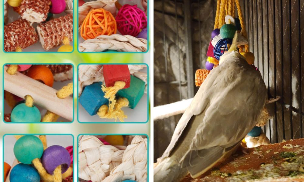 Cockatiel Toys
