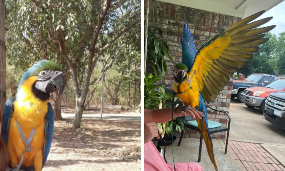 Macaw Harness for Blue and Gold Macaws