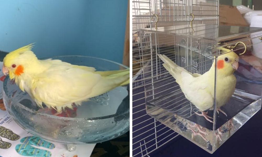 Cockatiel Bath Tub and Shallow dish