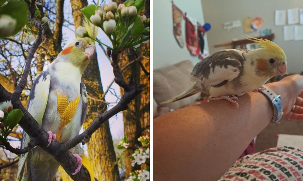 Cockatiel Harness