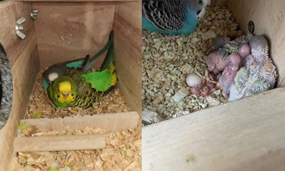 Parakeet Nesting Box