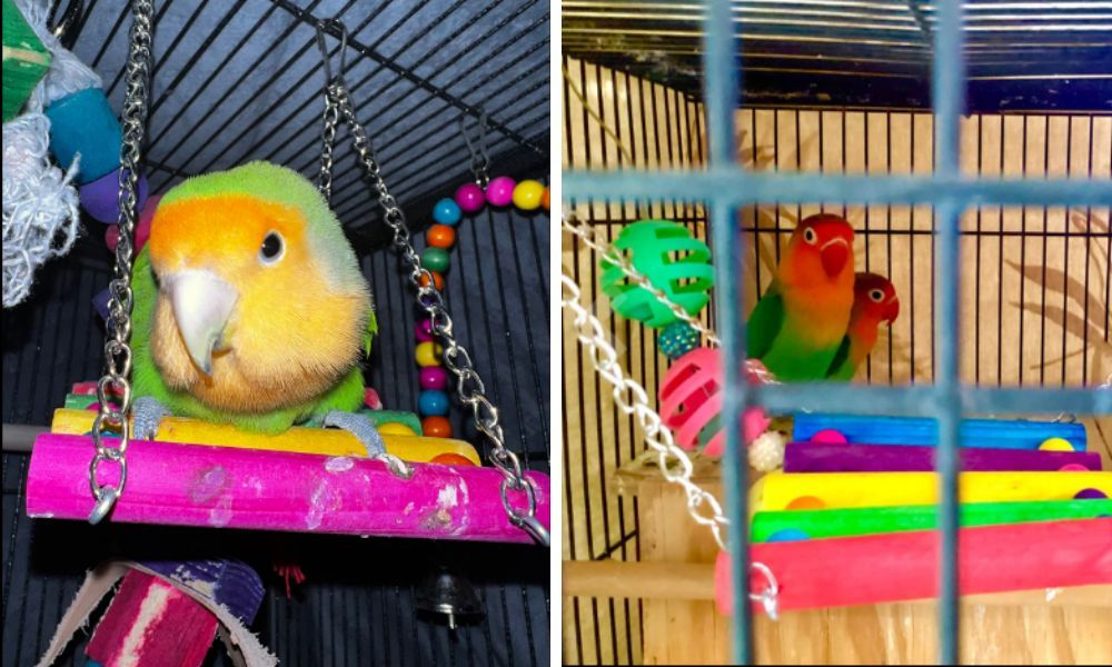 Toys for Lovebirds