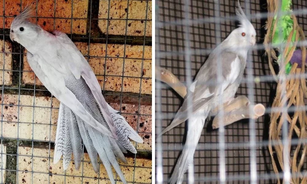 AshenFallow Cockatiel