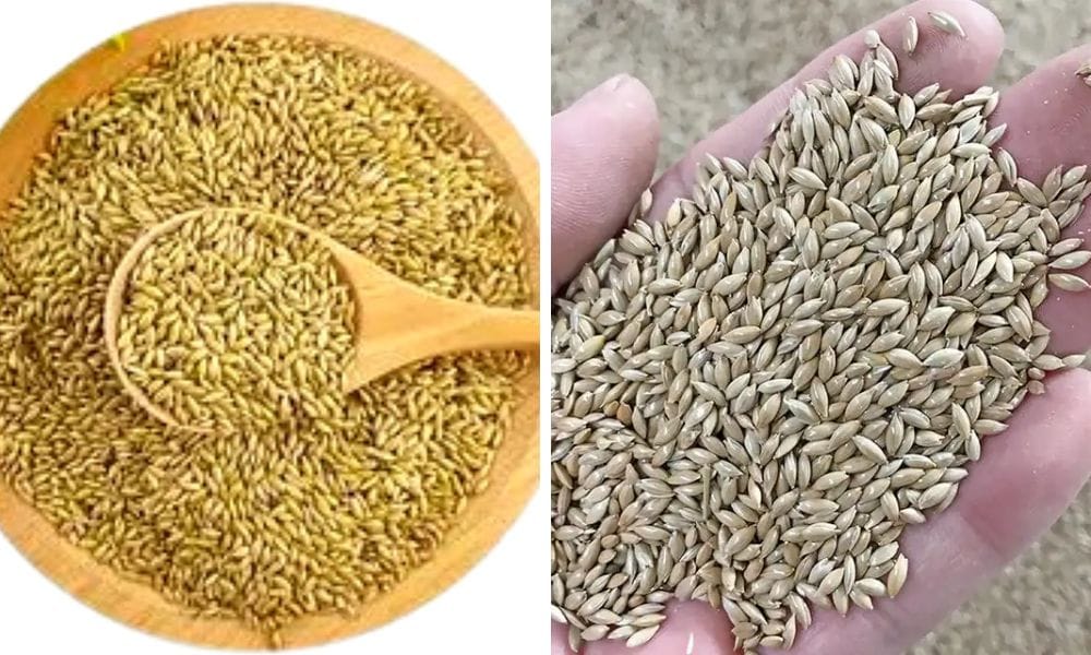 Canary Seed