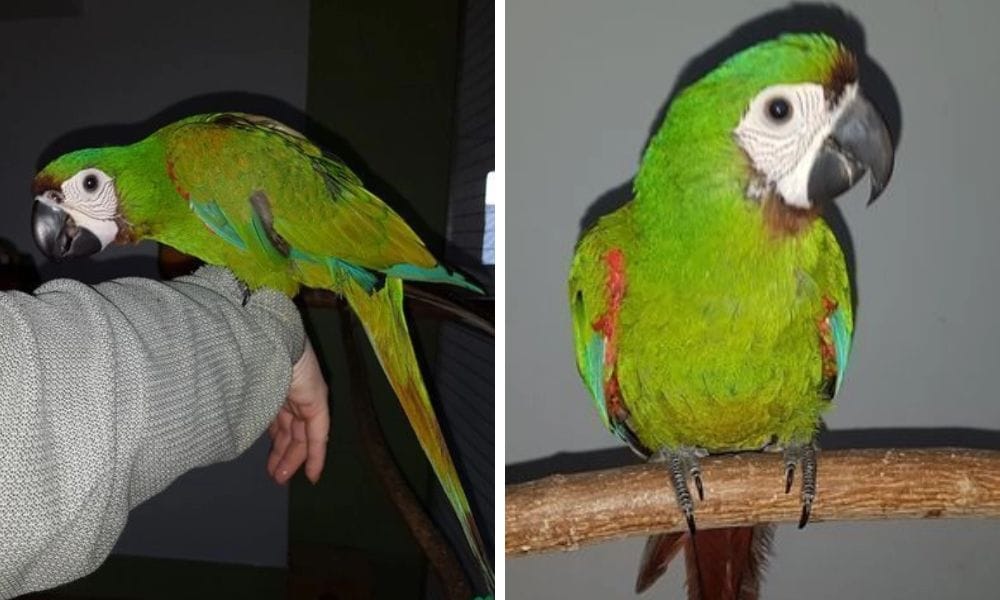 bird chestnut fronted macaw