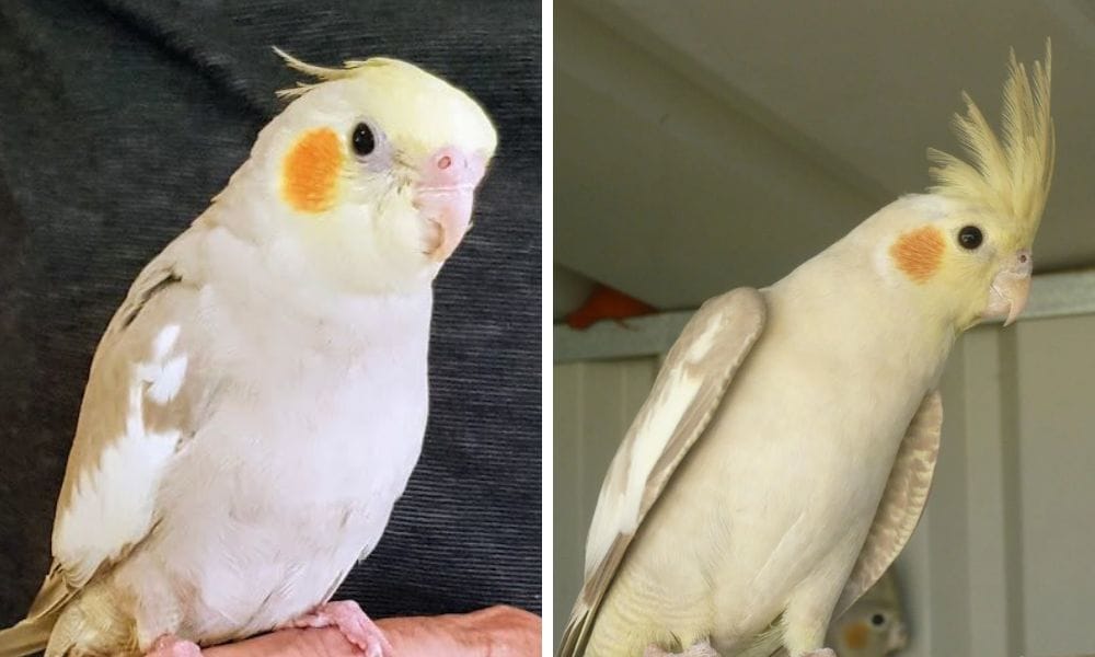 Two Cinnamon Cockatiels