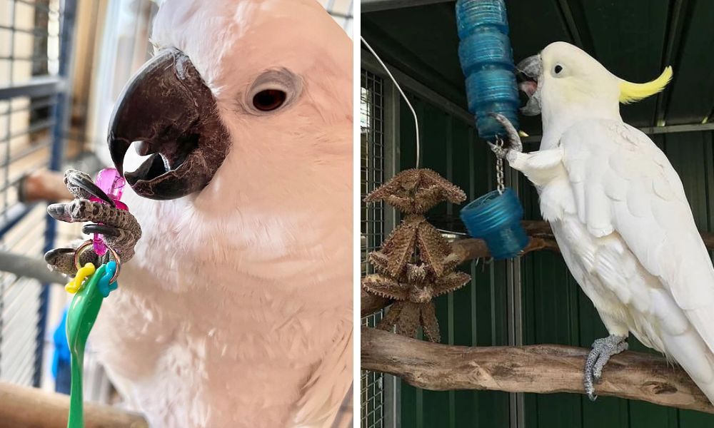 Cockatoo Toys from Natural wood