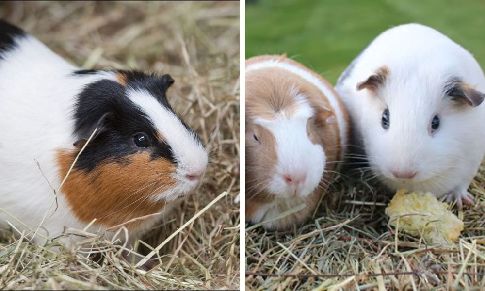 do guinea pigs hibernate?