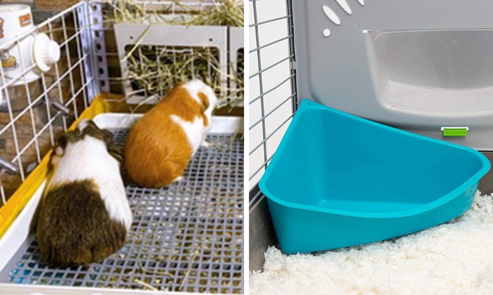 Adult Guinea Pig with litter box