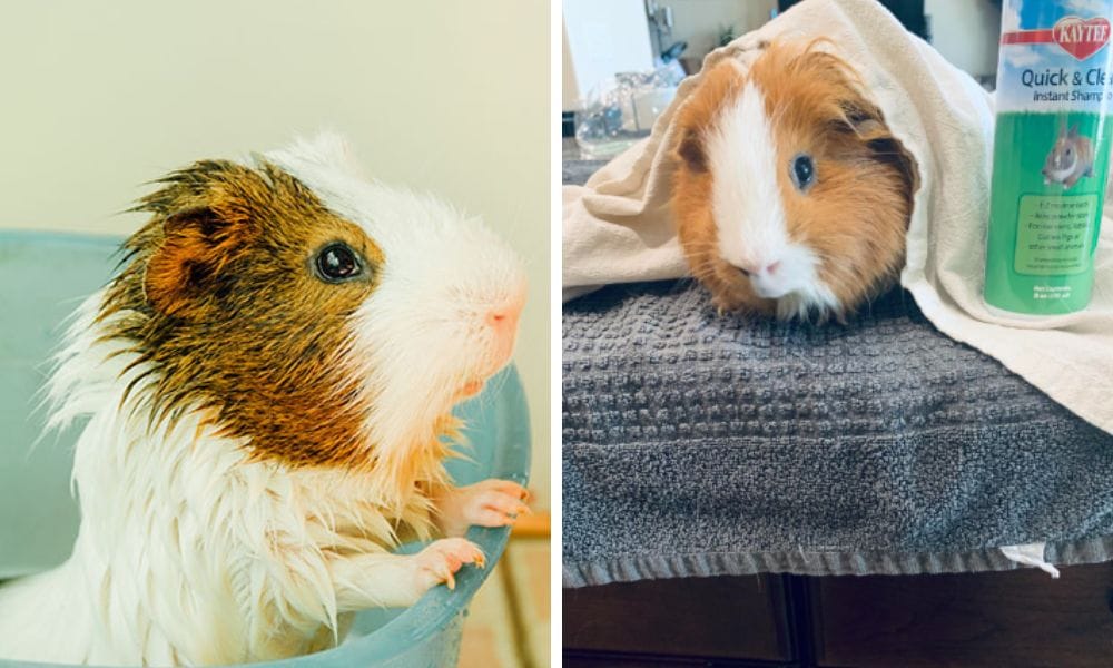 two guinea pigs