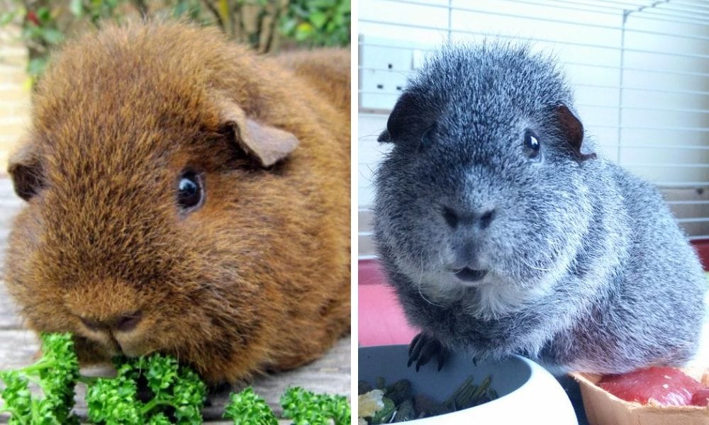 Rex Guinea Pigs