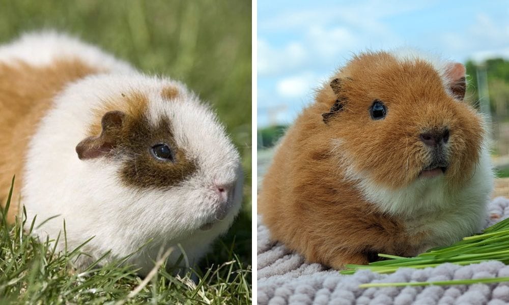 Rex Guinea Pig