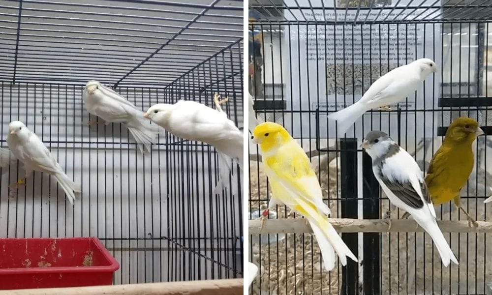 White Canary Bird - Some birds missing brown pigment