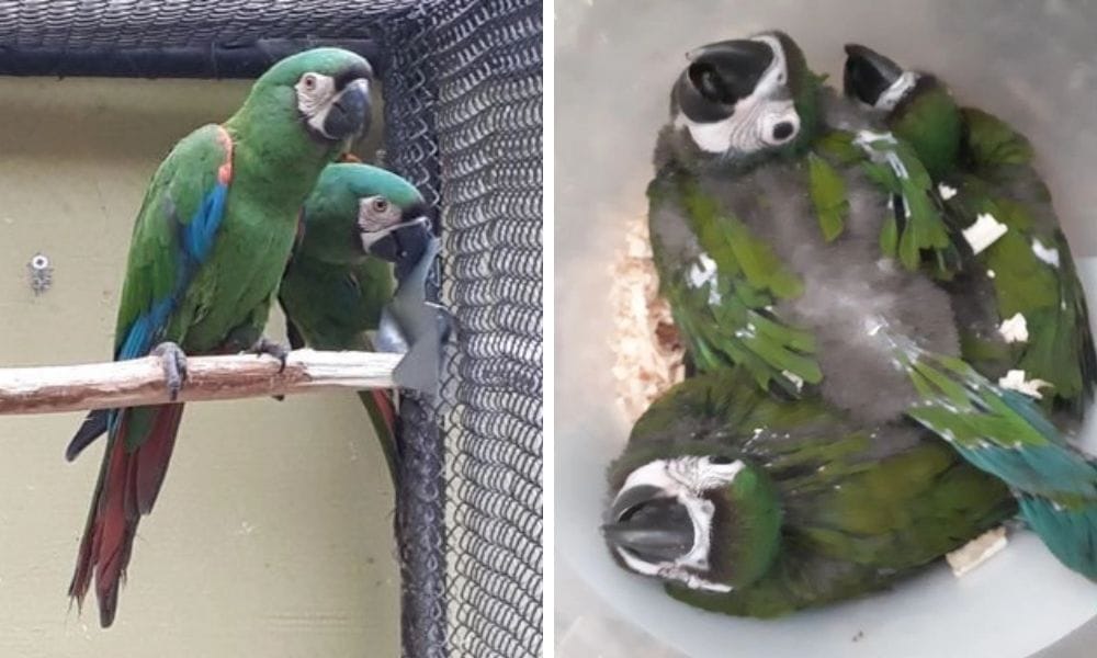 The Chestnut-fronted Macaw is sometimes called the Severe Macaw