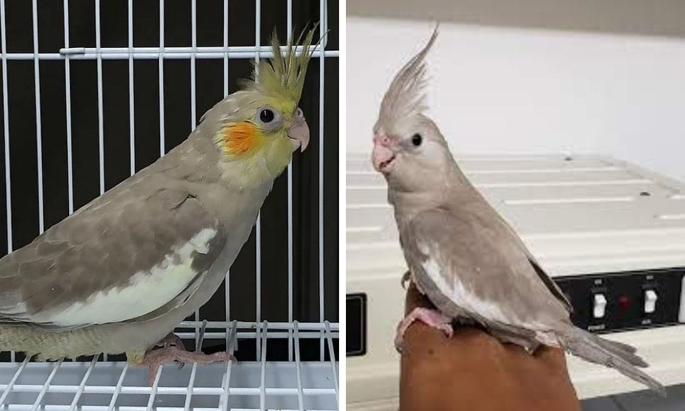 Baby Cinnamon Cockatiles