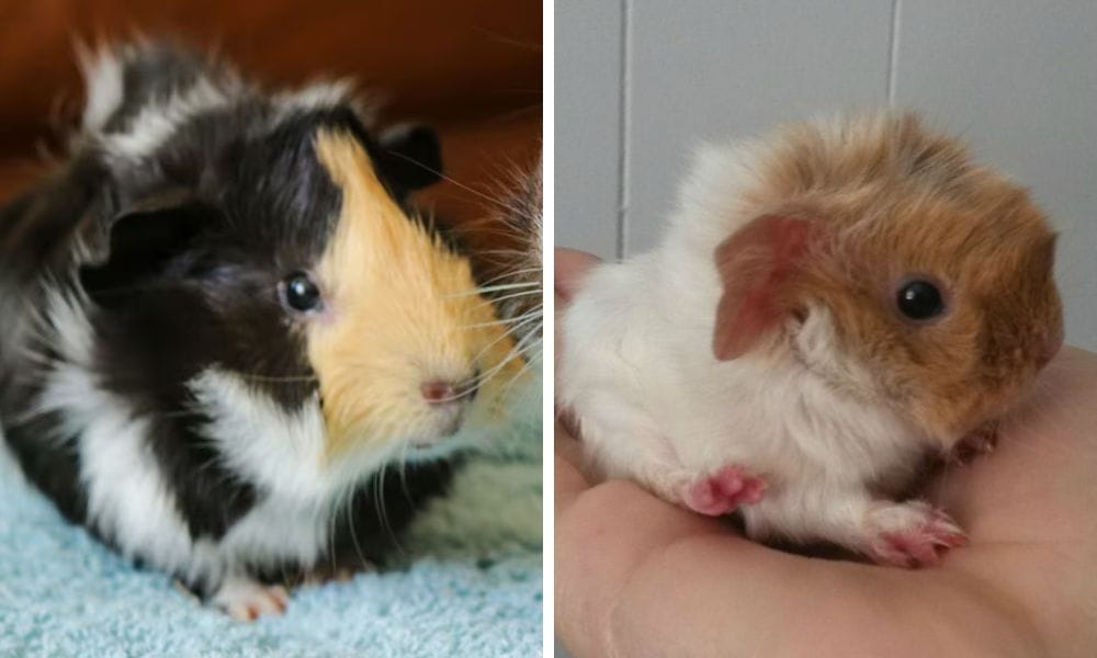 Baby Guinea Pigs