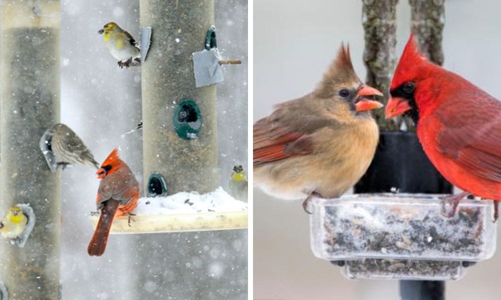 Feeding Birds in Winter
