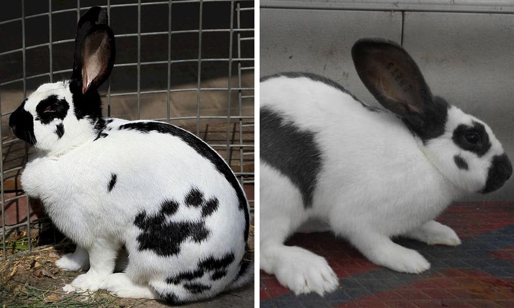 Checkered Giant Rabbit