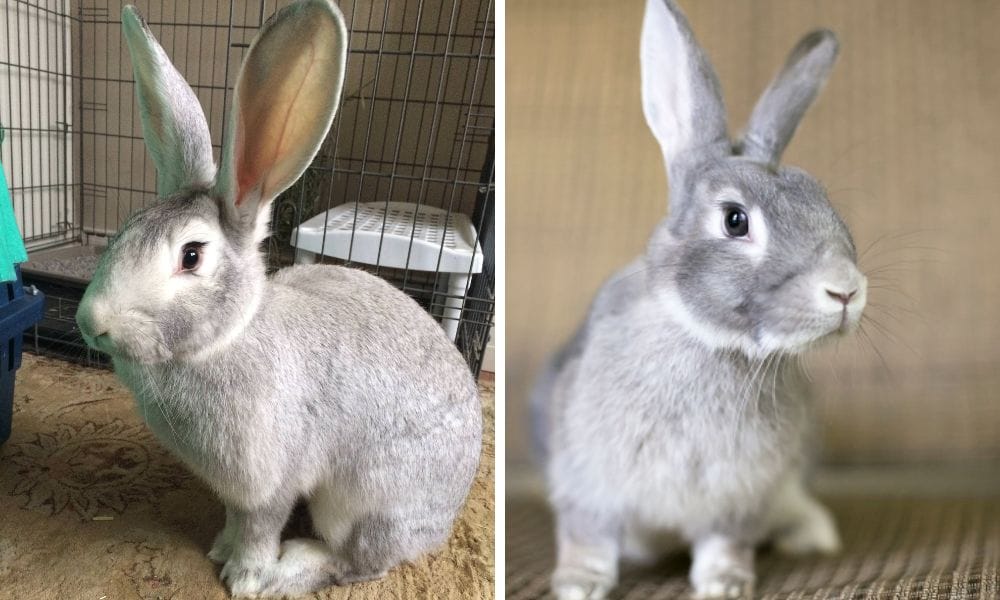 Baby Giant Chinchilla