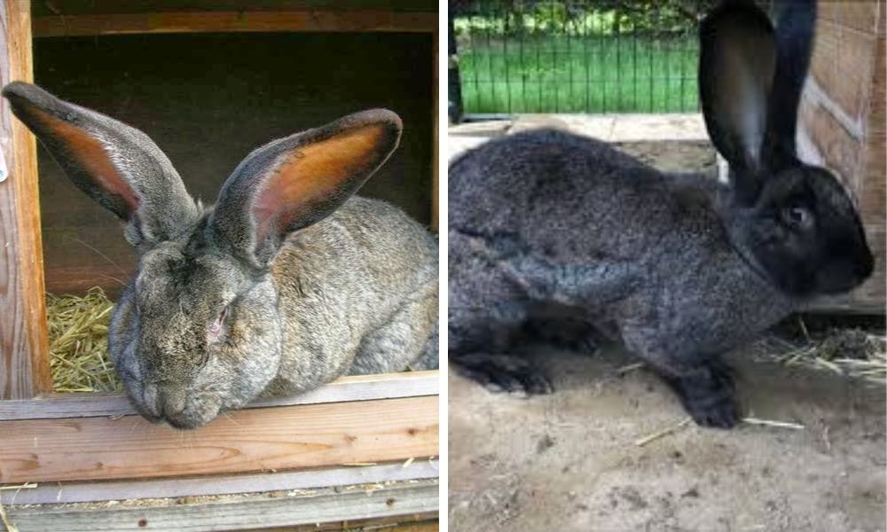 Two Continental Giant Rabbits