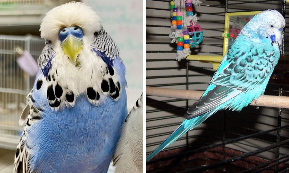 English Budgie