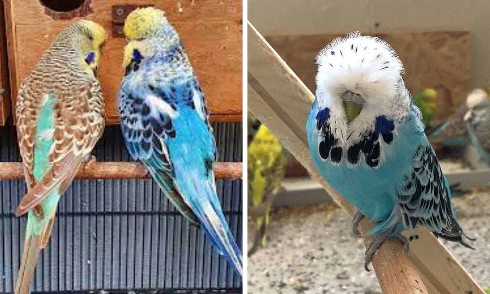 English Budgie