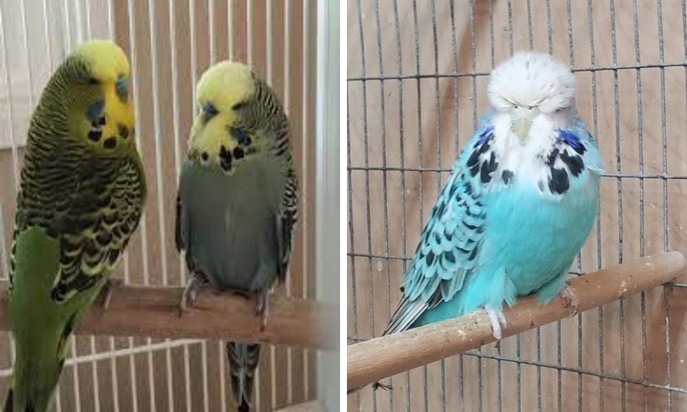 English Budgie