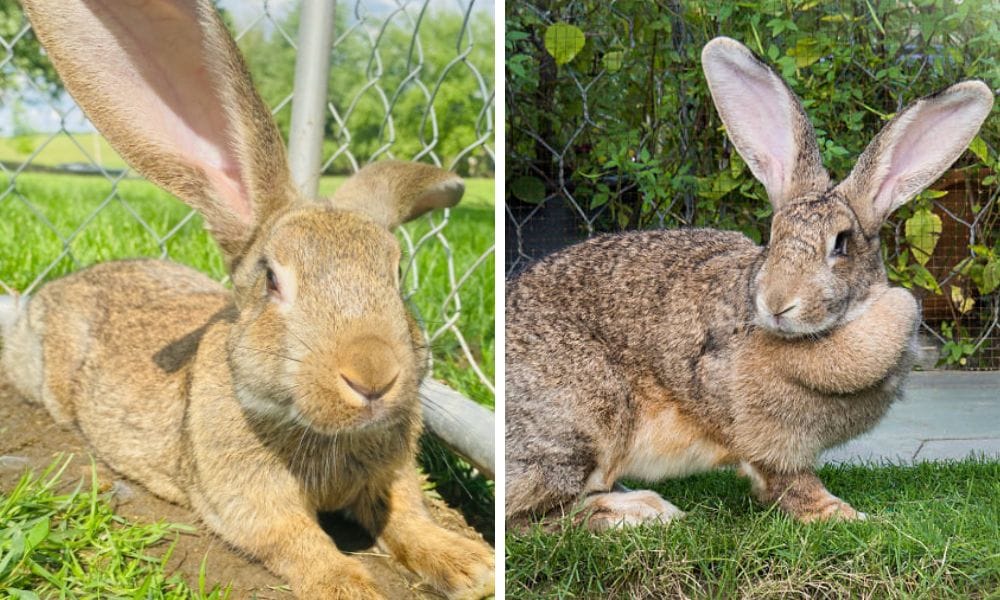 Flemish Giant