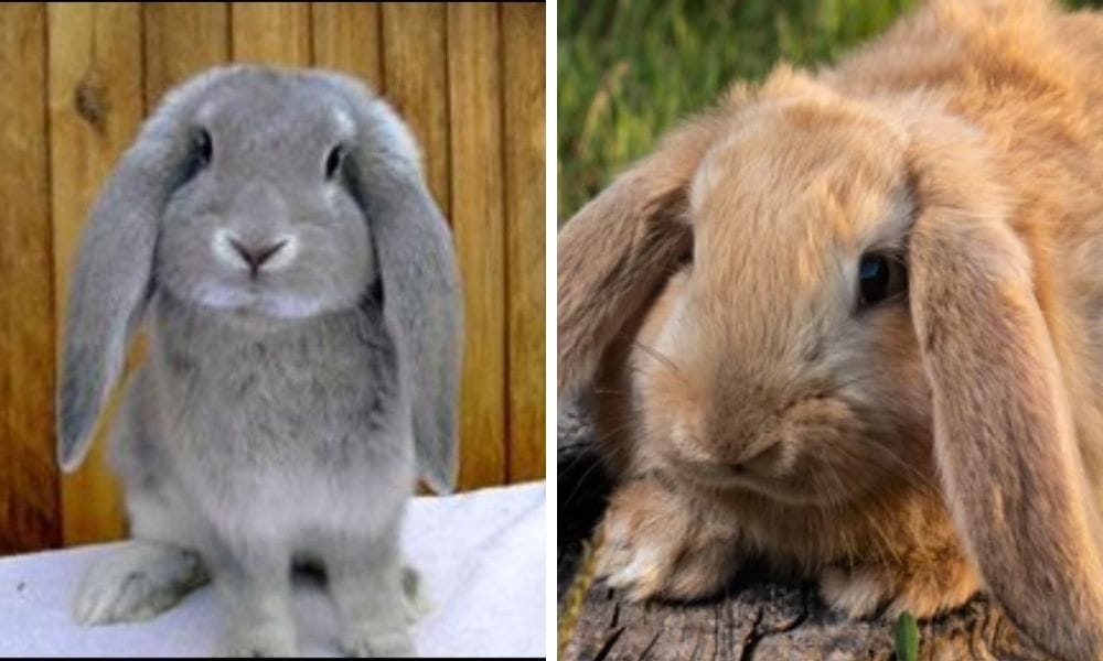 French Lop