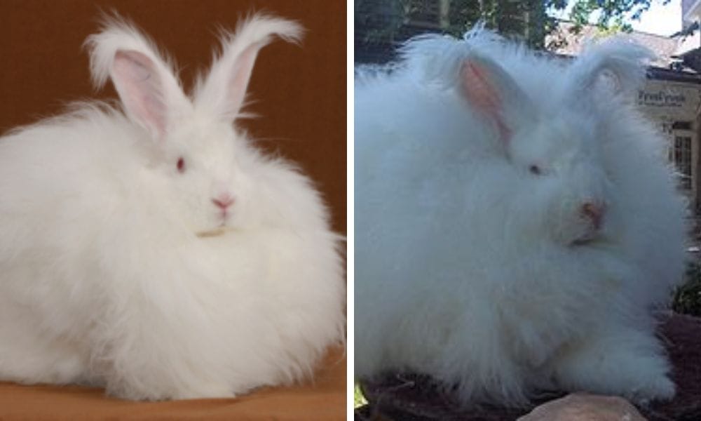 Giant Angora