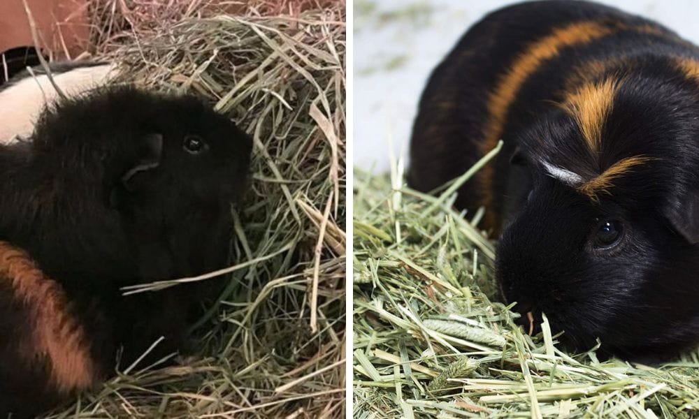 Guinea Pisg Eating Hay