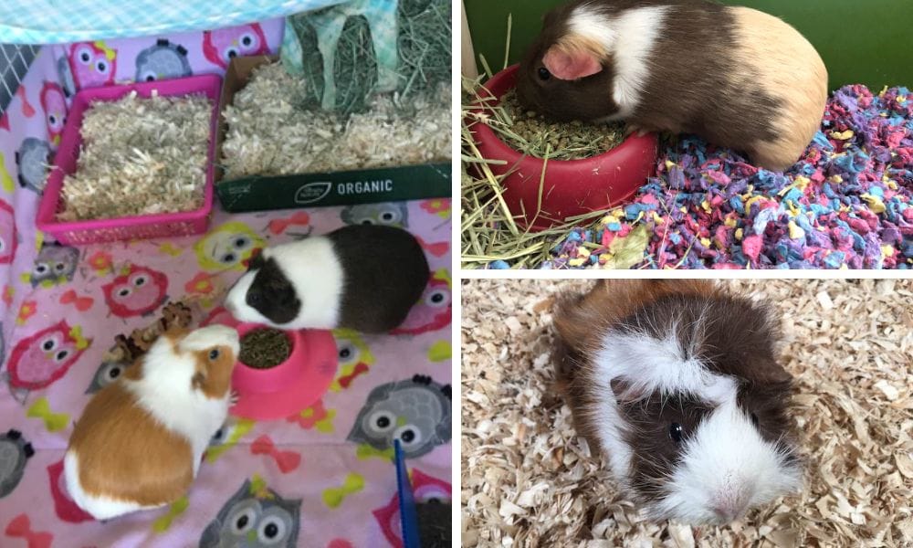 Bedding for guinea Pigs