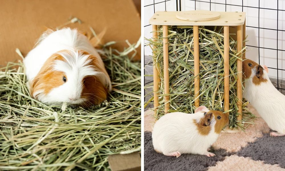 Guinea Pig Hay