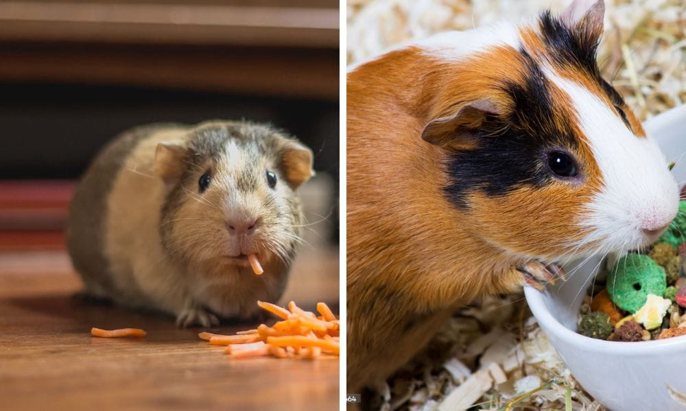 Guinea Pig Teeth