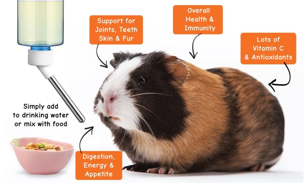 Guinea Pig Vitamin C