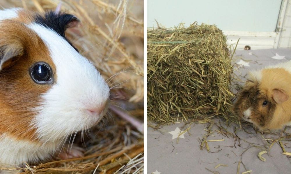 Guinea Pisg Eating Hay