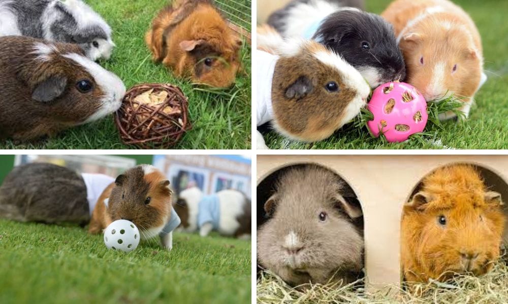 Guina Pigs Playing Together