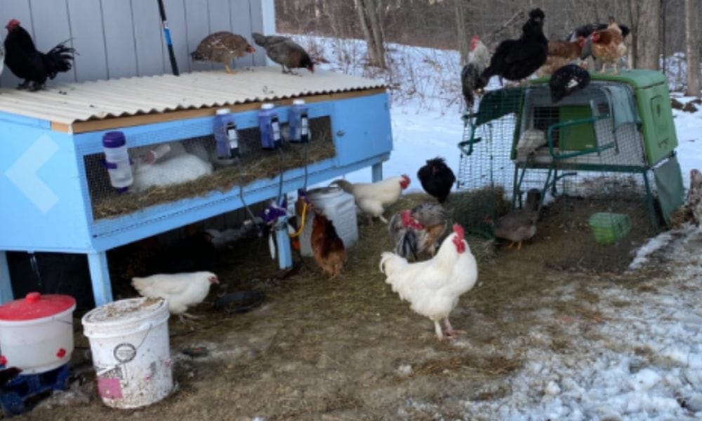 Heated Water Bottles at a Farm