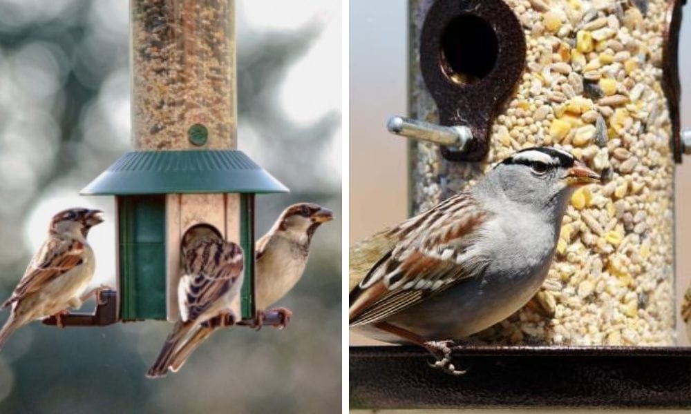 Backyard birds are feeding 