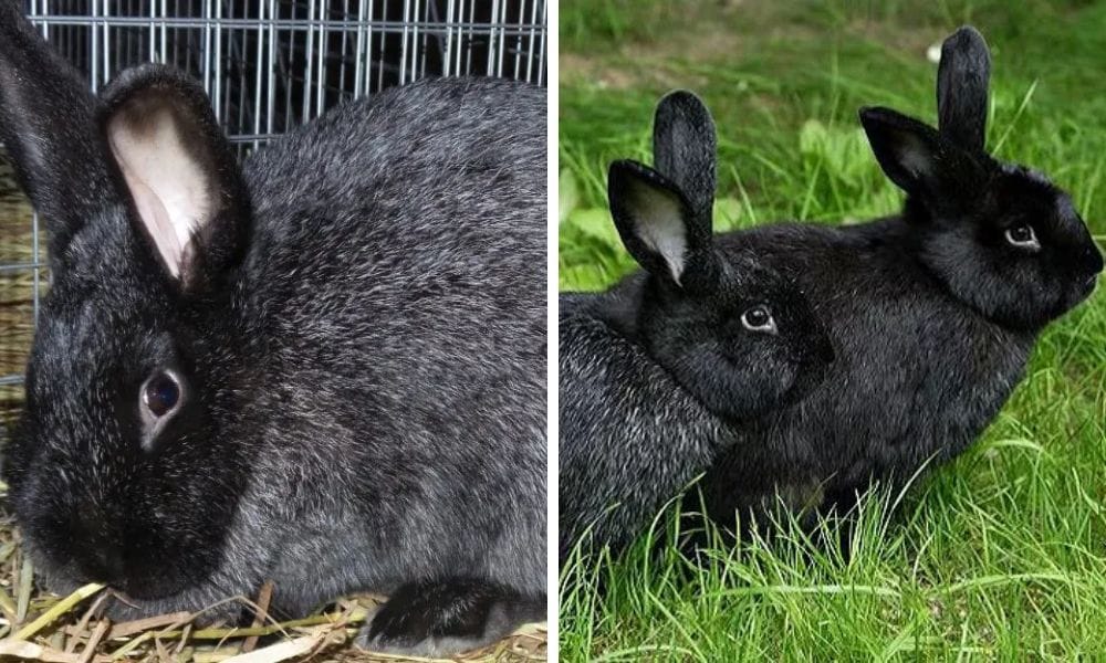 Silver Fox Rabbit