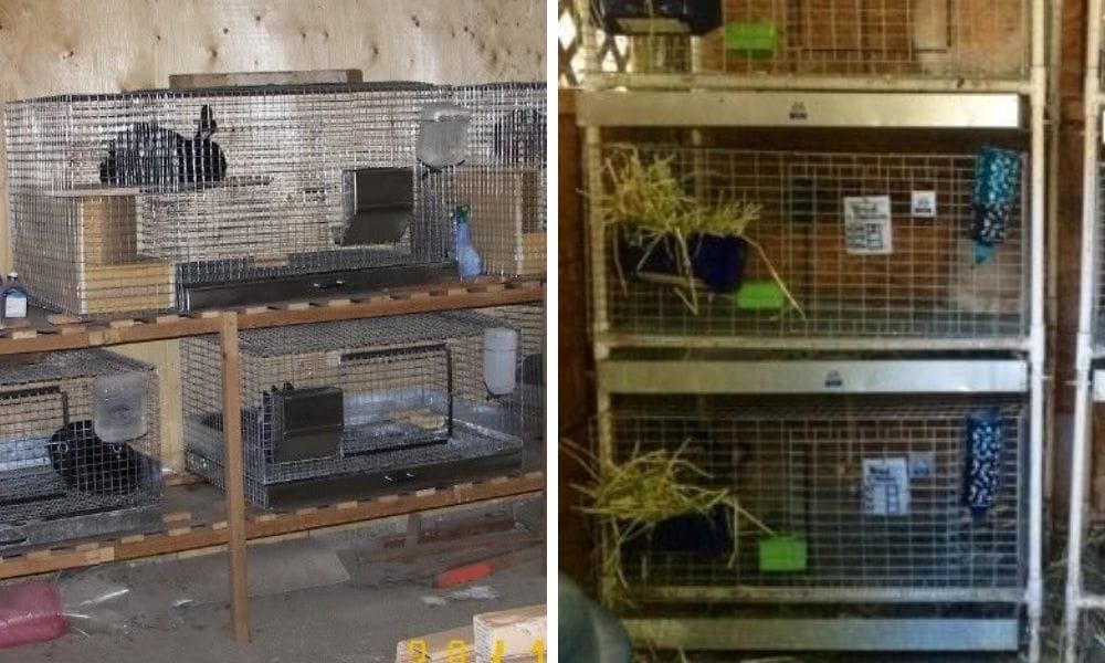 Rabbit Cages with pull-out waste&nbsp;pan or tray