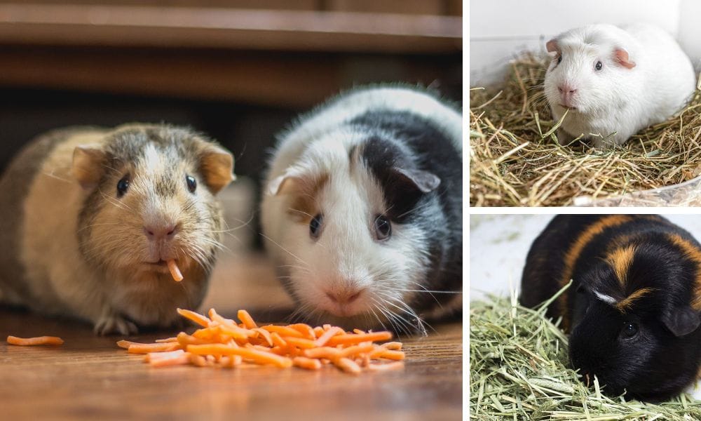 Guinea Pig Hay and Veggies
