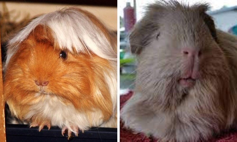 2 Long haired piggies