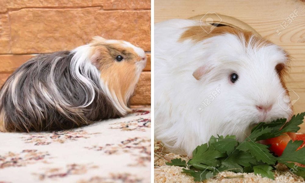 2 piggies 