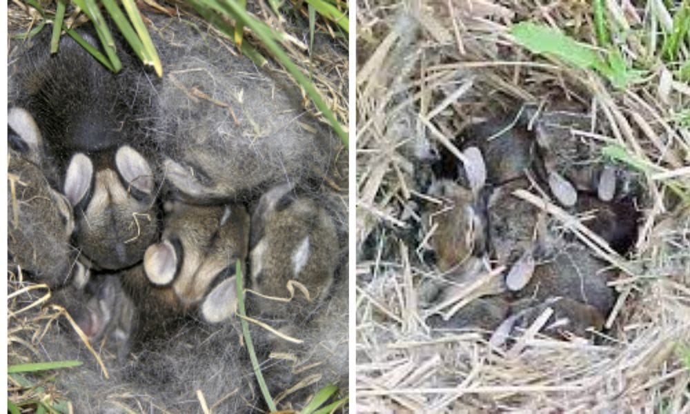 Wild Rabbit nest