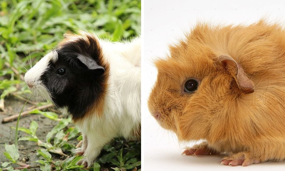 abyssinian guinea pigs